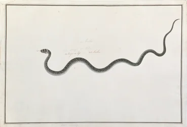 Oolur Tedong, aus Zeichnungen von Tieren, Insekten und Reptilien aus Malakka, ca. 1805-18